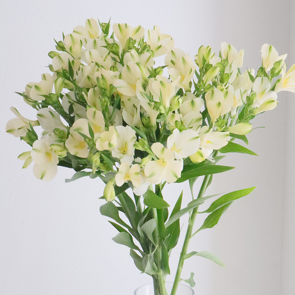 生花 アルストロメリア パール 白グリーン 小輪系 約60cm Ot 通販 はなどんやアソシエ 生花 アルストロメリア パール 白グリーン 小輪系 約60cm Ot 通販 はなどんやアソシエ