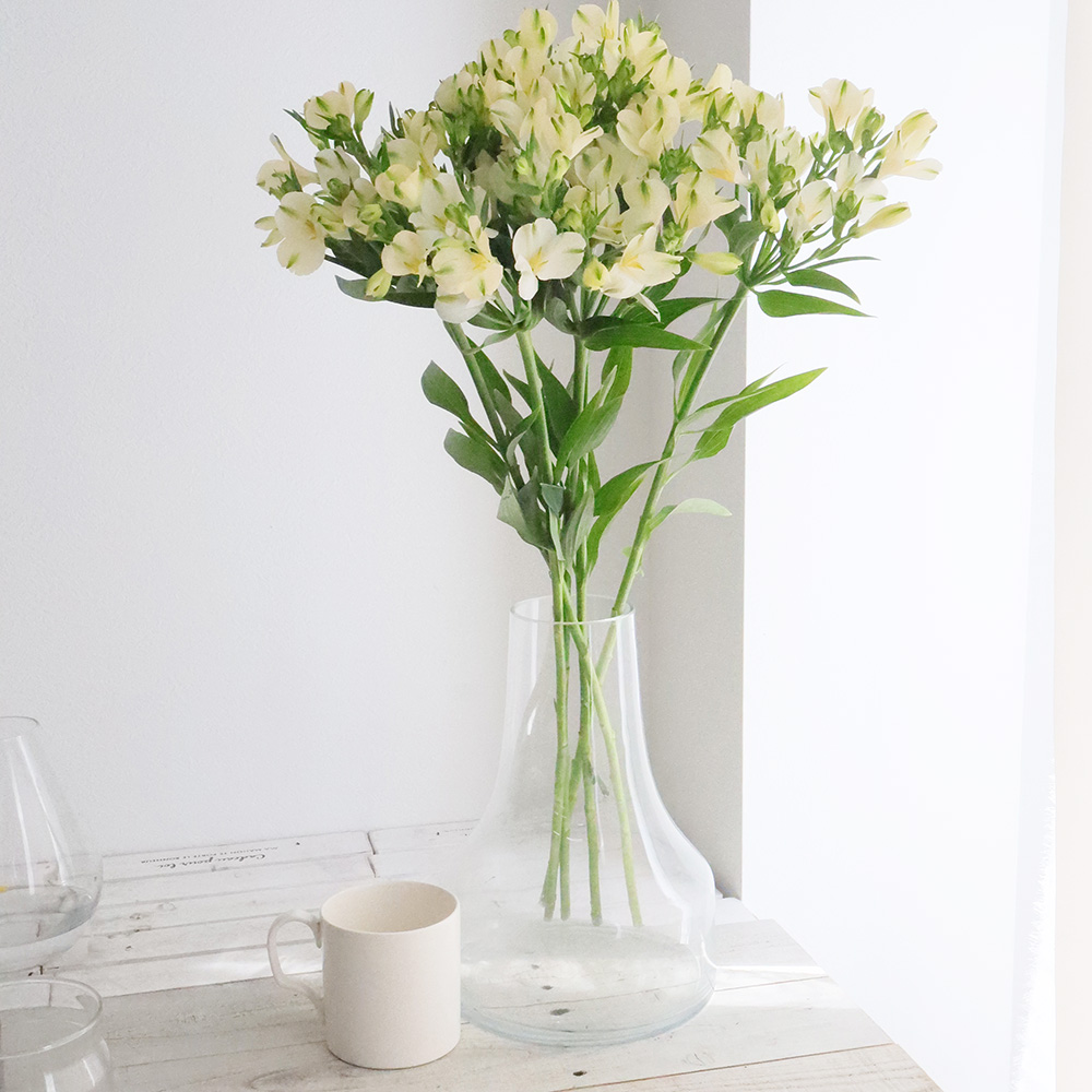 生花 アルストロメリア パール 白グリーン 小輪系 約60cm Ot 通販 はなどんやアソシエ 生花 アルストロメリア パール 白グリーン 小輪系 約60cm Ot 通販 はなどんやアソシエ