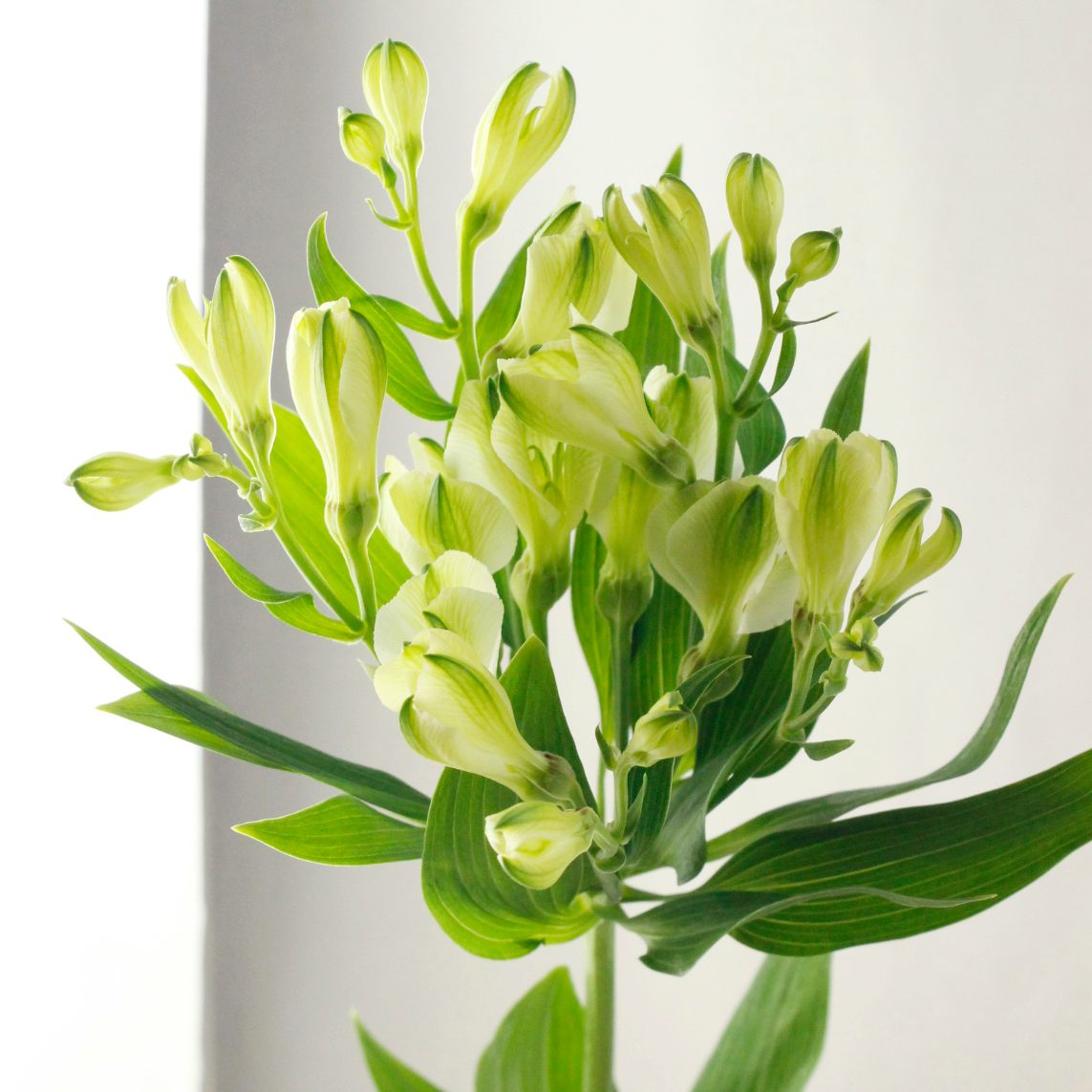 生花 アルストロメリア パール 白グリーン 小輪系 約60cm Ot 生花 アルストロメリア パール 白グリーン 小輪系 約60cm Ot