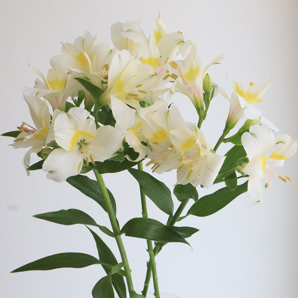 生花 アルストロメリア アイスクリーム 白 通販 はなどんやアソシエ 生花 アルストロメリア アイスクリーム 白 通販 はなどんやアソシエ