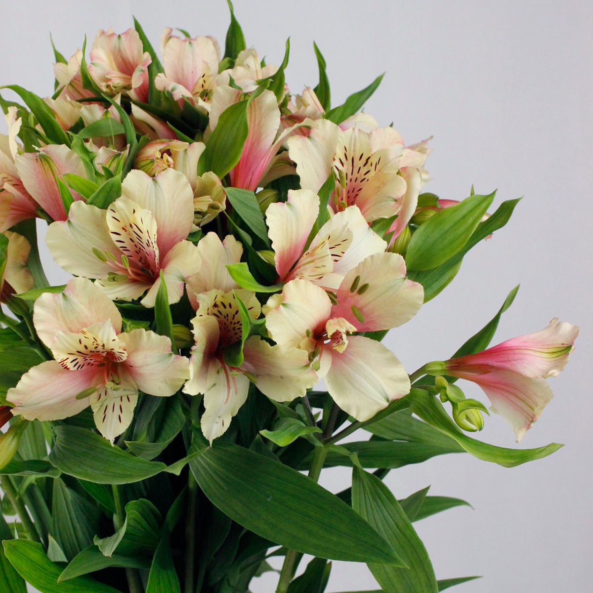 生花 アルストロメリアミルクティー 入荷少 通販 はなどんやアソシエ 生花 アルストロメリアミルクティー 入荷少 通販 はなどんやアソシエ