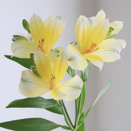 【直前】【生花】アルストロメリア 　ディバリ(黄色・スポットなし)【OT】