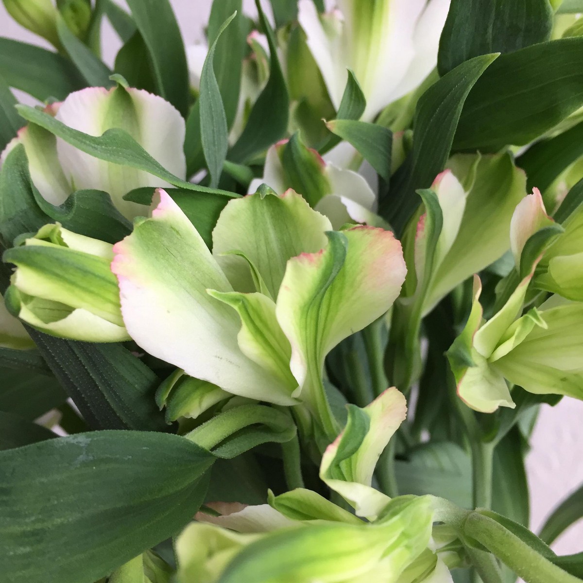 生花 アルストロメリア グリーンチャペル 白 段咲き品種 Ot 通販 はなどんやアソシエ 生花 アルストロメリア グリーンチャペル 白 段咲き品種 Ot 通販 はなどんやアソシエ