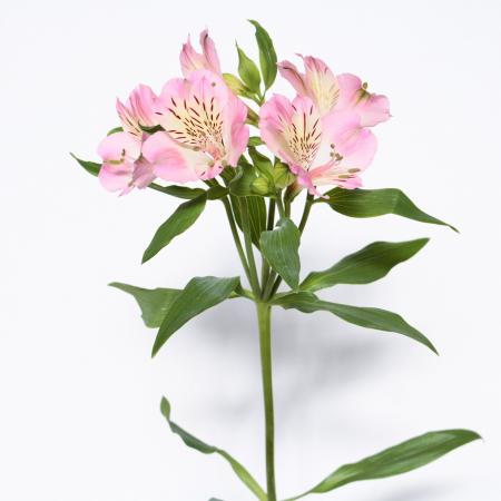 【生花】アルストロメリア 　ワンダースイート(ピンク)60cm-【OR-5】
