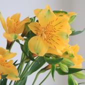 ※販売期間外※【直前】【生花】アルストロメリア 　ゴールド（濃い黄色）60cm-【OT】