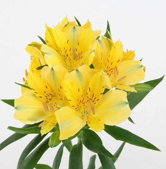 生花】アルストロメリア サニーレディ(黄色)60cm-【OR-5】 - 花材通販