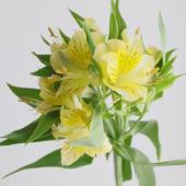 【生花】アルストロメリア   ワイキキ（黄色）60cm-【IT-30】