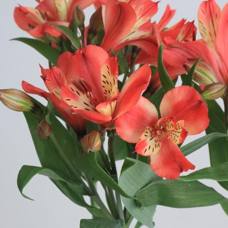 【東】アルストロメリア 直前!!】初入荷!アルストロメリア コルシカ(ブリックレッド)80cm【生花