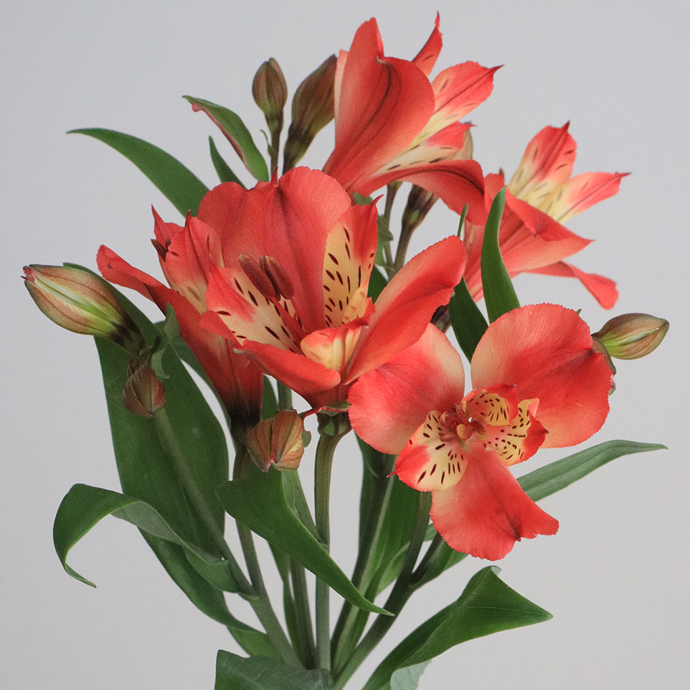 直前!!】初入荷!アルストロメリア コルシカ(ブリックレッド)80cm【生花