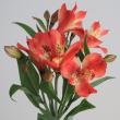 【生花】アルストロメリア 　コルシカ(ブリックレッド)60cm-【IT-30】※30本単位