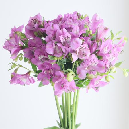 【直前!】アルストロメリア　ジュピター(紫)