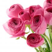 【生花】ラナンキュラス　エムピンク