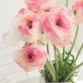 生花】ラナンキュラス 湘南の虹(白ふちピンク)30cm 桂農園など高冷産地