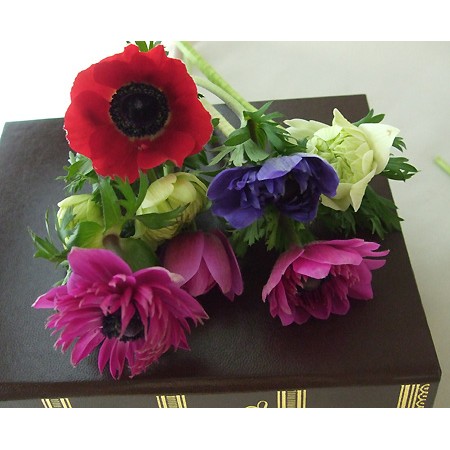 生花 アネモネ モナークmix 小輪八重 糸島秀2l Ot 通販 はなどんやアソシエ 生花 アネモネ モナークmix 小輪八重 糸島秀2l Ot 通販 はなどんやアソシエ