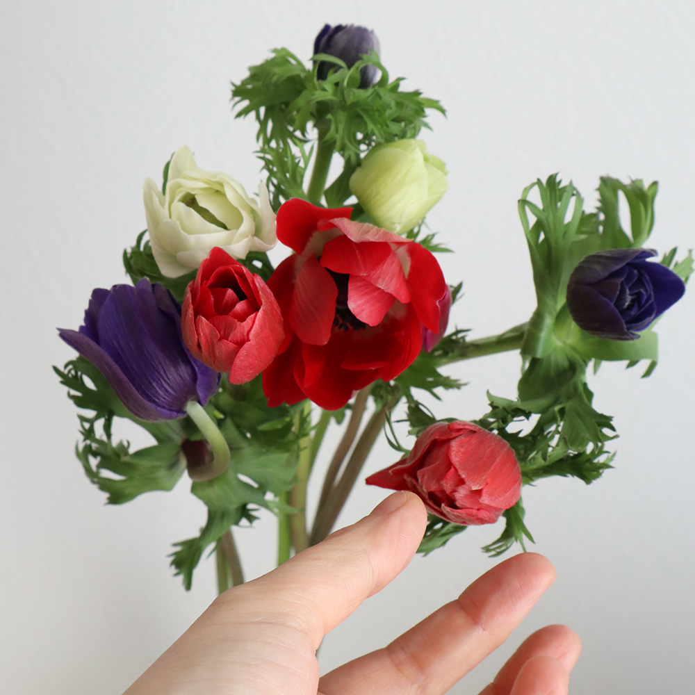 直前 アネモネ デカン Mix 通販 はなどんやアソシエ 直前 アネモネ デカン Mix 通販 はなどんやアソシエ