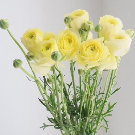 生花】おまかせラナンキュラス〔クリーム〜淡黄〕JA高千穂 - 花材通販