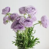 08直前FJ】ラナンキュラス エムブルー(淡紫) 宮崎県 - 花材通販はなど
