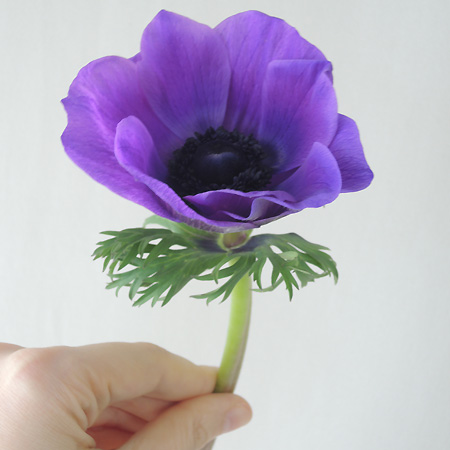 直前 アネモネ モナリザ 紫 単色 糸島ほか 生花 直前 アネモネ モナリザ 紫 単色 糸島ほか 生花