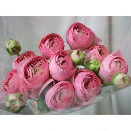 生花 ラナンキュラス ビオット 淡いピンク Ja高千穂 通販 はなどんやアソシエ