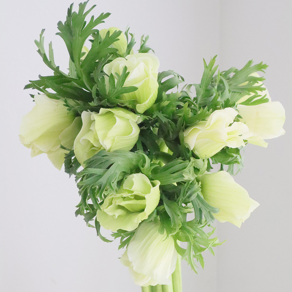 生花 アネモネ モナリザ 白 単色 Lサイズ40cm 早締切 74 通販 はなどんやアソシエ 生花 アネモネ モナリザ 白 単色 Lサイズ40cm 早締切 74 通販 はなどんやアソシエ