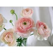 生花】おまかせラナンキュラス〔ライトピンク〜ピンク系〕ローズ