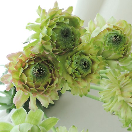 生花】おまかせラナンキュラス〔グリーン系〕レオニャンなどJA高千穂