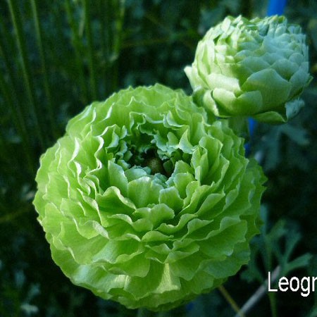 生花】おまかせラナンキュラス〔グリーン系〕レオニャンなどJA高千穂