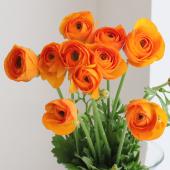 ※販売期間外※【直前!!】ラナンキュラス　Mゴールドなど（オレンジ系）　長野県