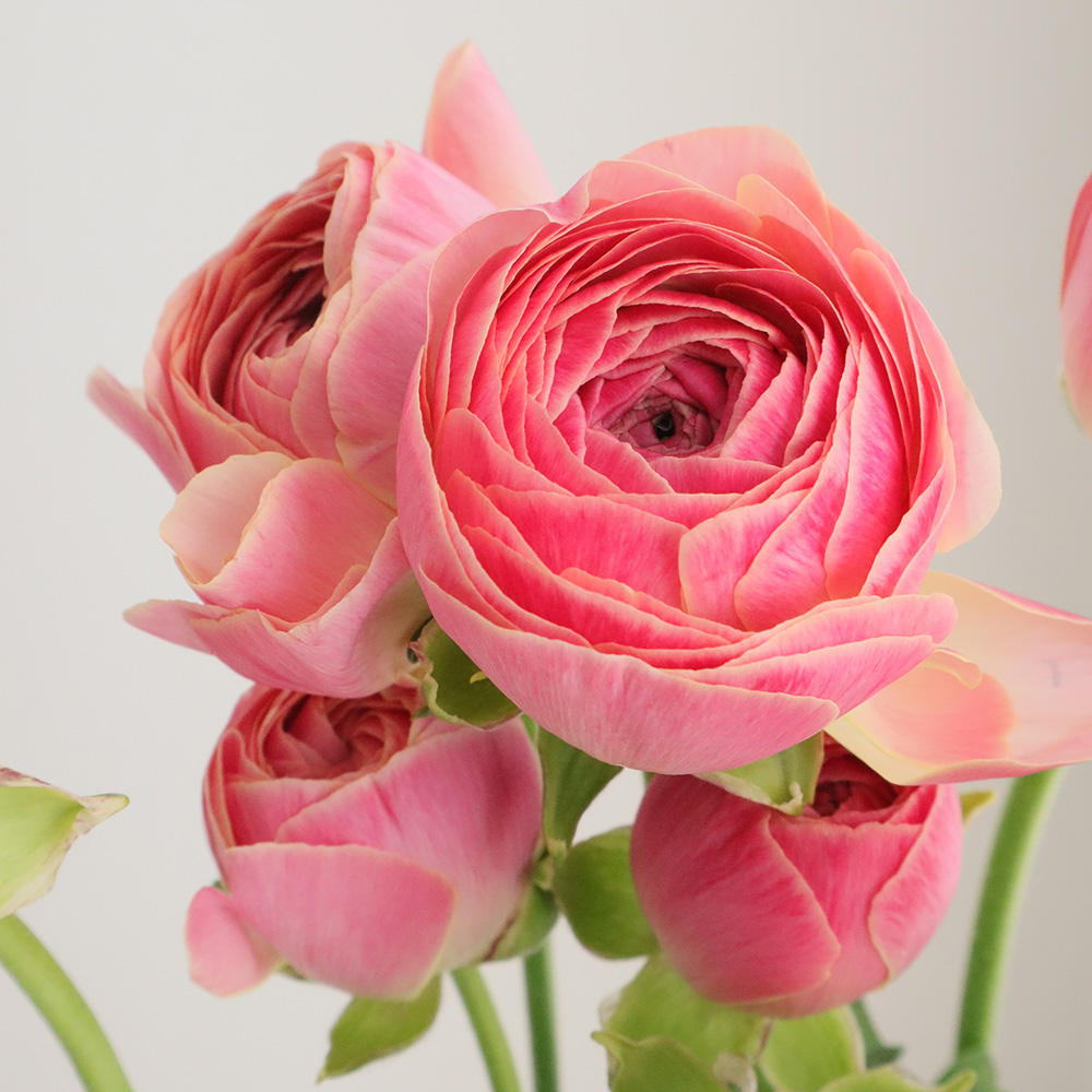 生花 ラナンキュラス タソスorscピーチ Ja高千穂 通販 はなどんやアソシエ 生花 ラナンキュラス タソスorscピーチ Ja高千穂 通販 はなどんやアソシエ