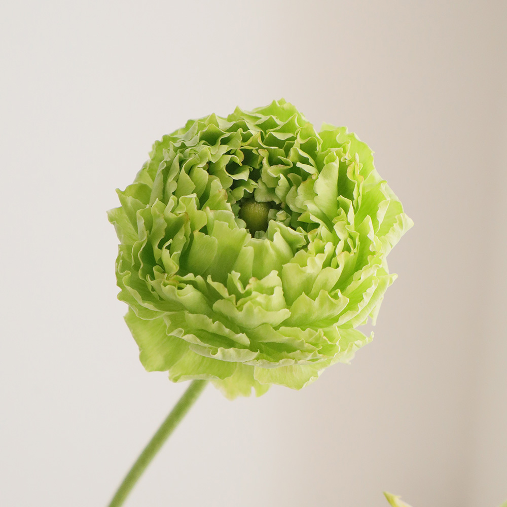 ラナンキュラス 生花】ラナンキュラス レオニャン(グリーン) - 花材通販はなどんやアソシエ