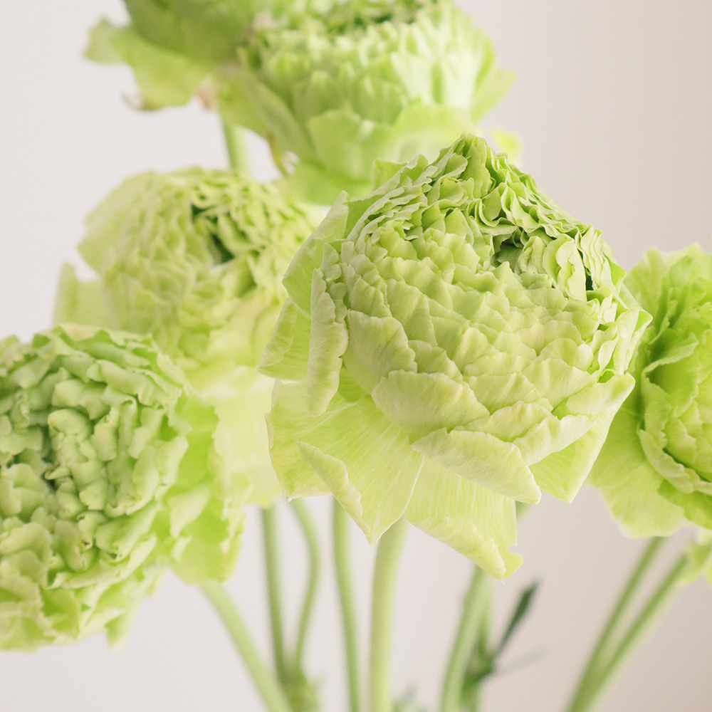 生花】ラナンキュラス レオニャン(グリーン) - 花材通販はなどんやアソシエ