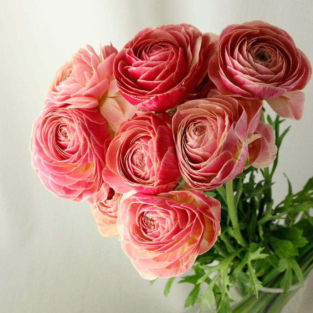 生花 ラナンキュラス Scピーチ アプリコットピンク Ja高千穂 早締切 50 通販 はなどんやアソシエ 生花 ラナンキュラス Scピーチ アプリコットピンク Ja高千穂 早締切 50 通販 はなどんやアソシエ