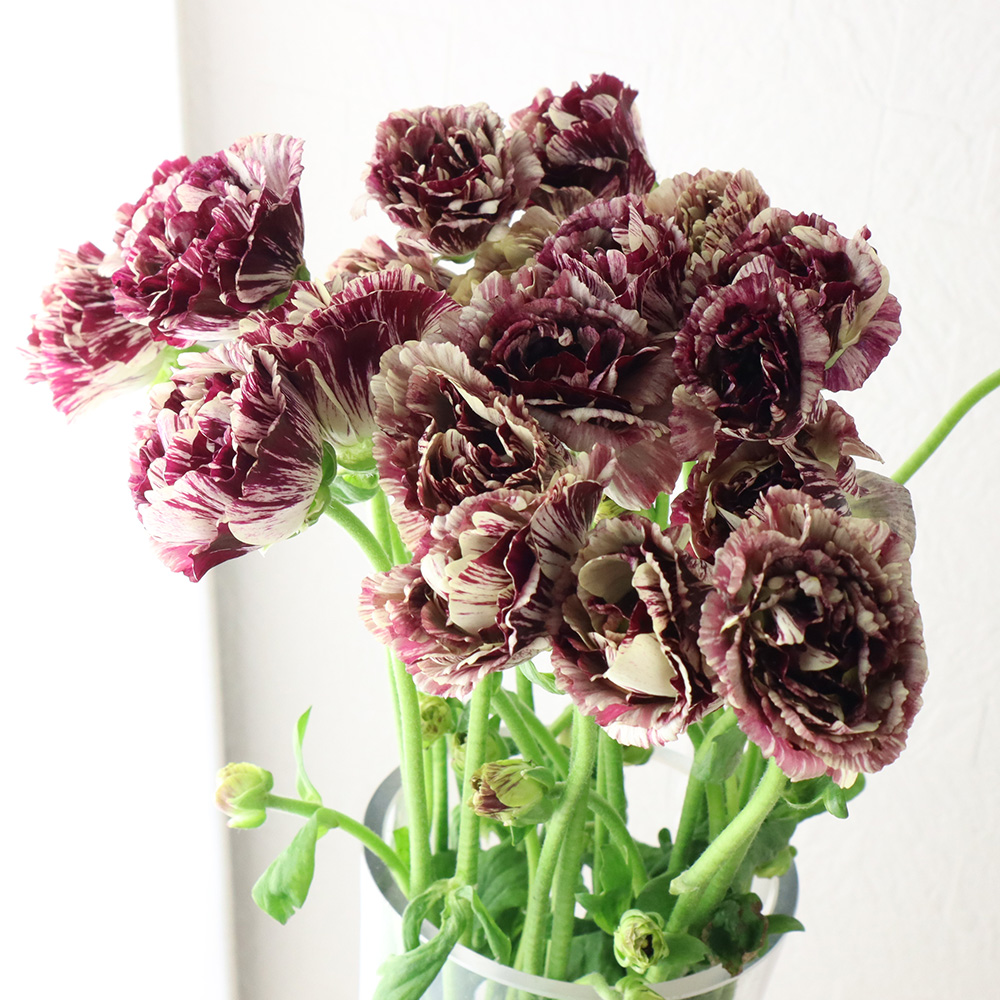 直前 ラナンキュラス ガルティエ 複色紫しぼり Ja高千穂 生花 通販 はなどんやアソシエ 直前 ラナンキュラス ガルティエ 複色紫しぼり Ja高千穂 生花 通販 はなどんやアソシエ