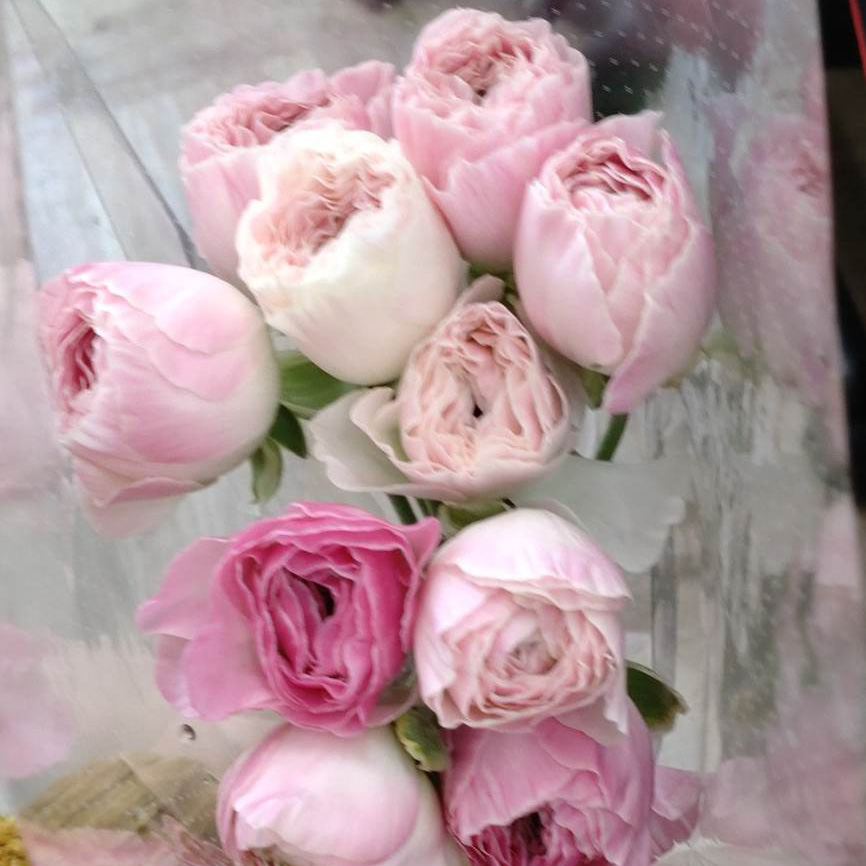 生花】ラナンキュラス モルバン(ピンク) - 花材通販はなどんやアソシエ