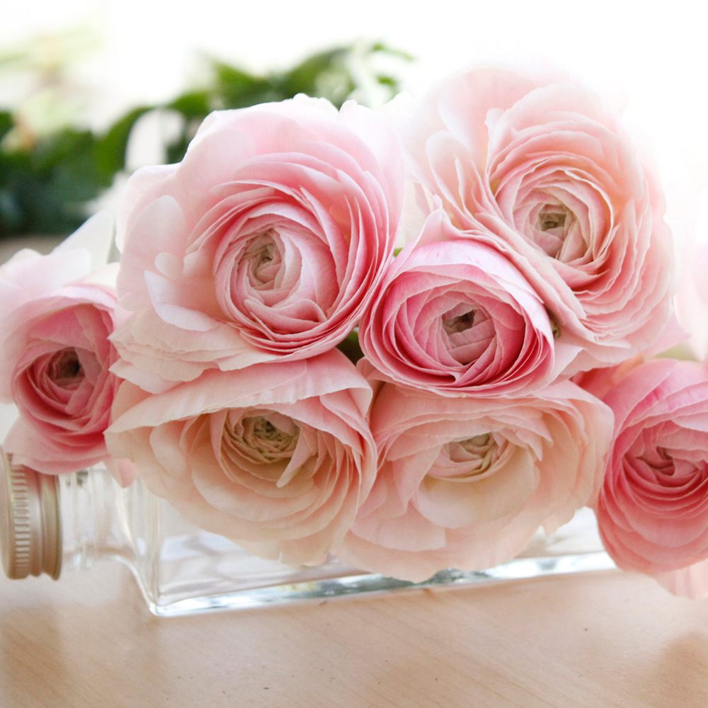 直前 ラナンキュラス フェラン クリームピンク系 Ja 生花 通販 はなどんやアソシエ