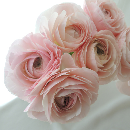 生花 ラナンキュラス フェラン クリームピンク系 Ja高千穂 早締切 50 通販 はなどんやアソシエ 生花 ラナンキュラス フェラン クリームピンク系 Ja高千穂 早締切 50 通販 はなどんやアソシエ