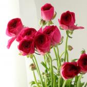 【生花】ラナンキュラス（濃いピンク系）紅てまりなど　40cm程度　JA三豊ほか【IT-23】