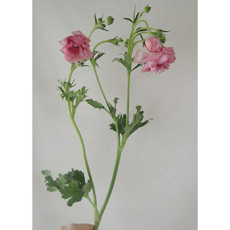 生花 ラックス系 ラナンキュラス ヘラ 花弁に光沢があります 通販 はなどんやアソシエ 生花 ラックス系 ラナンキュラス ヘラ 花弁に光沢があります 通販 はなどんやアソシエ
