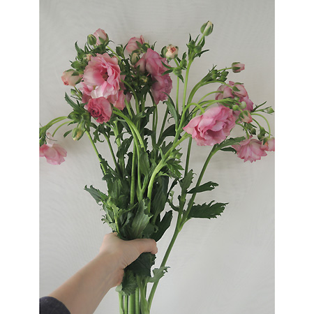 生花 ラックス系 ラナンキュラス ヘラ 花弁に光沢があります 通販 はなどんやアソシエ 生花 ラックス系 ラナンキュラス ヘラ 花弁に光沢があります 通販 はなどんやアソシエ