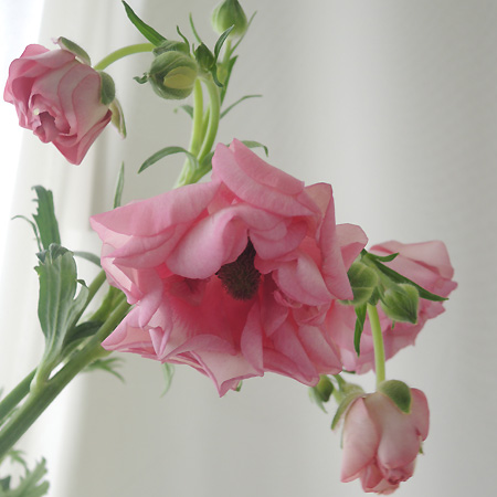 【生花】金井園芸ラックス　ヘラ(ピンク)花弁に光沢があります!50cm【早締切-22】