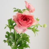 【生花】金井園芸ラックス　ヘラ（ピンク）50cm【早締切-22】