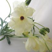 Spot【直前0309】ラックス系 ラナンキュラス リタイ☆スプレー咲き(3