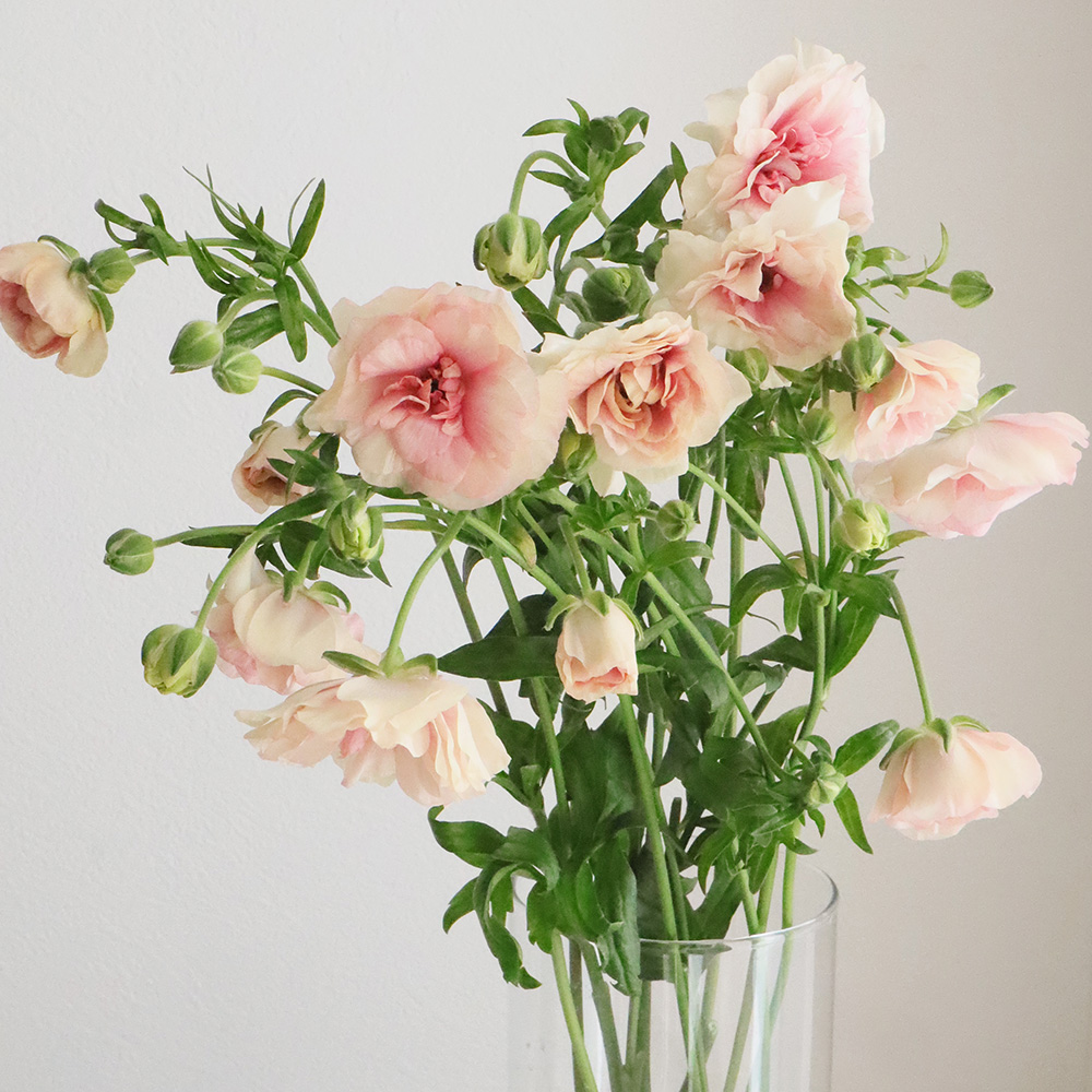 直前 ラックス系 ラナンキュラス アリアドネ ピンク系 生花 通販 はなどんやアソシエ 直前 ラックス系 ラナンキュラス アリアドネ ピンク系 生花 通販 はなどんやアソシエ