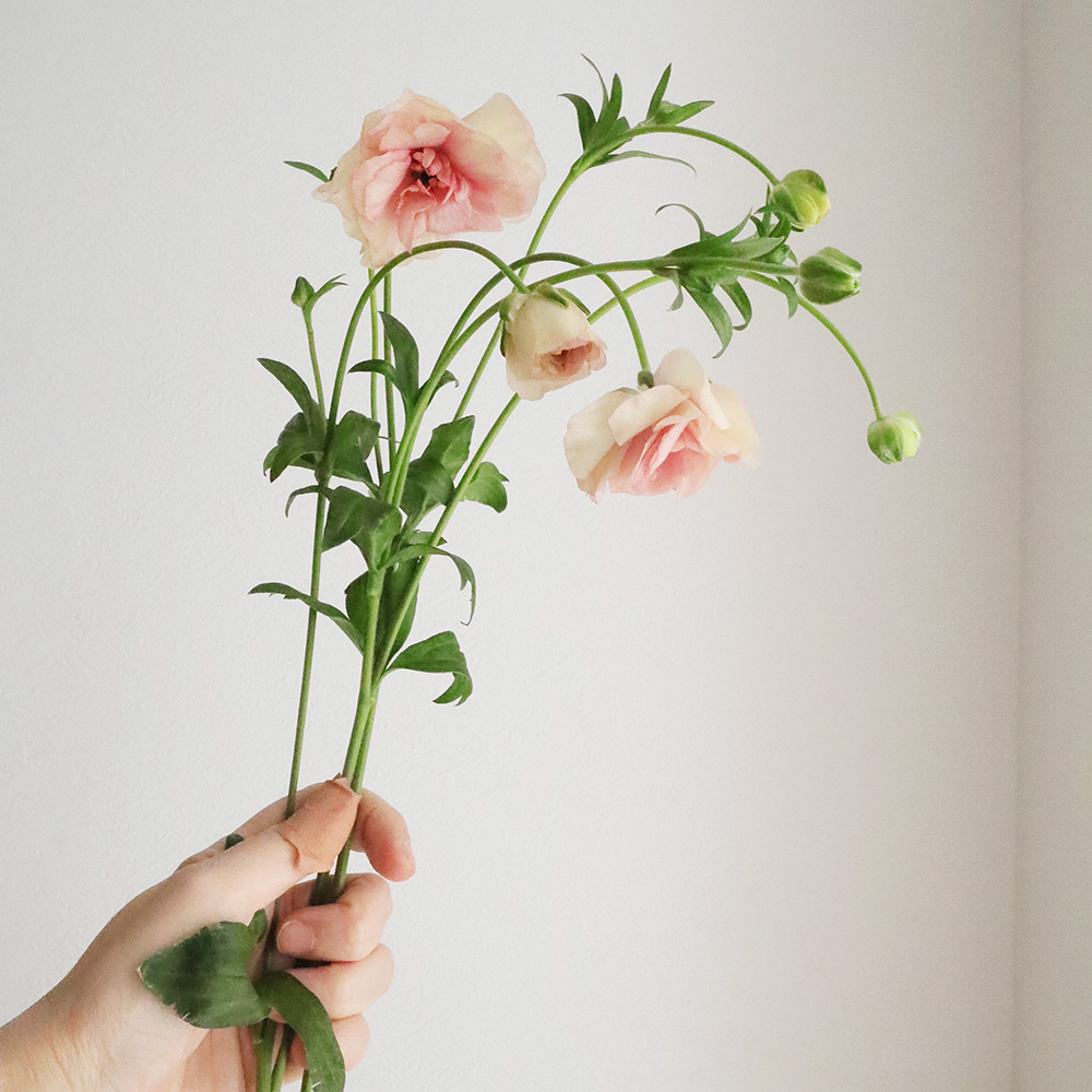 生花 ラックス系 ラナンキュラス アリアドネ ピンク系 Ita 通販 はなどんやアソシエ 生花 ラックス系 ラナンキュラス アリアドネ ピンク系 Ita 通販 はなどんやアソシエ