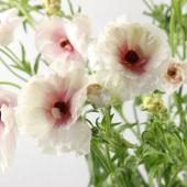 【生花】金井園芸ラックス　アリアドネ（ライトピンク系）50cm【早締切-22】