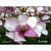 生花】ラックス系ラナン エウロペ - 花材通販はなどんやアソシエ