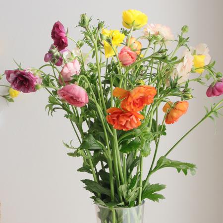 【生花】金井園芸ラックス(おまかせ5色ミックス)50cm【早締切-22】