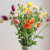 【生花】金井園芸ラックス（おまかせ5色ミックス）50cm【早締切-22】