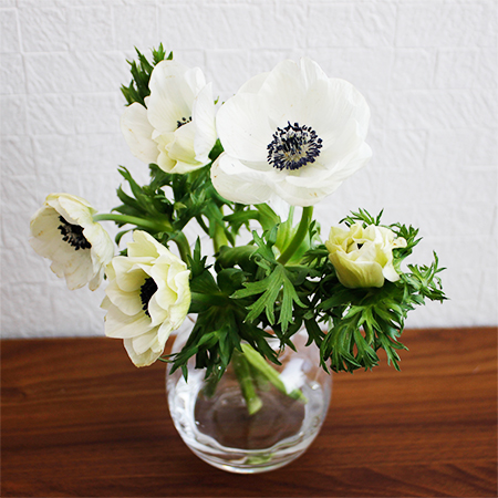 生花 輸入アネモネ マリアンヌパンダ 白黒 本単位 早締切 71 通販 はなどんやアソシエ 生花 輸入アネモネ マリアンヌパンダ 白黒 本単位 早締切 71 通販 はなどんやアソシエ