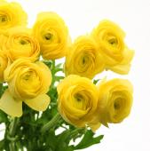 レモンイエローのラナンキュラスと向日葵のヘアクリップ　リボン　お花　黄色　発表会 レモンイエローのラナンキュラスと向日葵のヘアクリップ 髪飾り ヘア